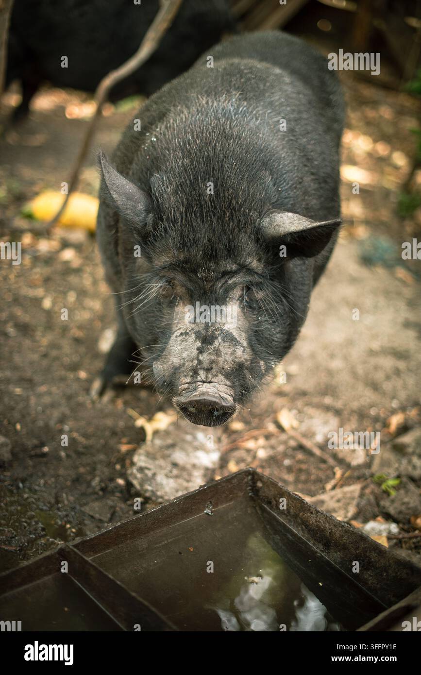 Maiale vietnamita dal ventre nero in piedi vicino a un abbeveratoio in un cortile di fattoria rurale Foto Stock