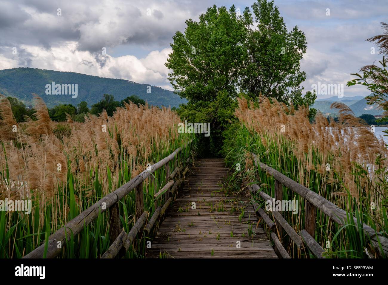 Passeggiata di legno con ringhiere rustiche che si estende attraverso alti canneti accanto a un lago, incorniciata da un grande albero verde, colline boscose e un cielo nuvoloso. Foto Stock