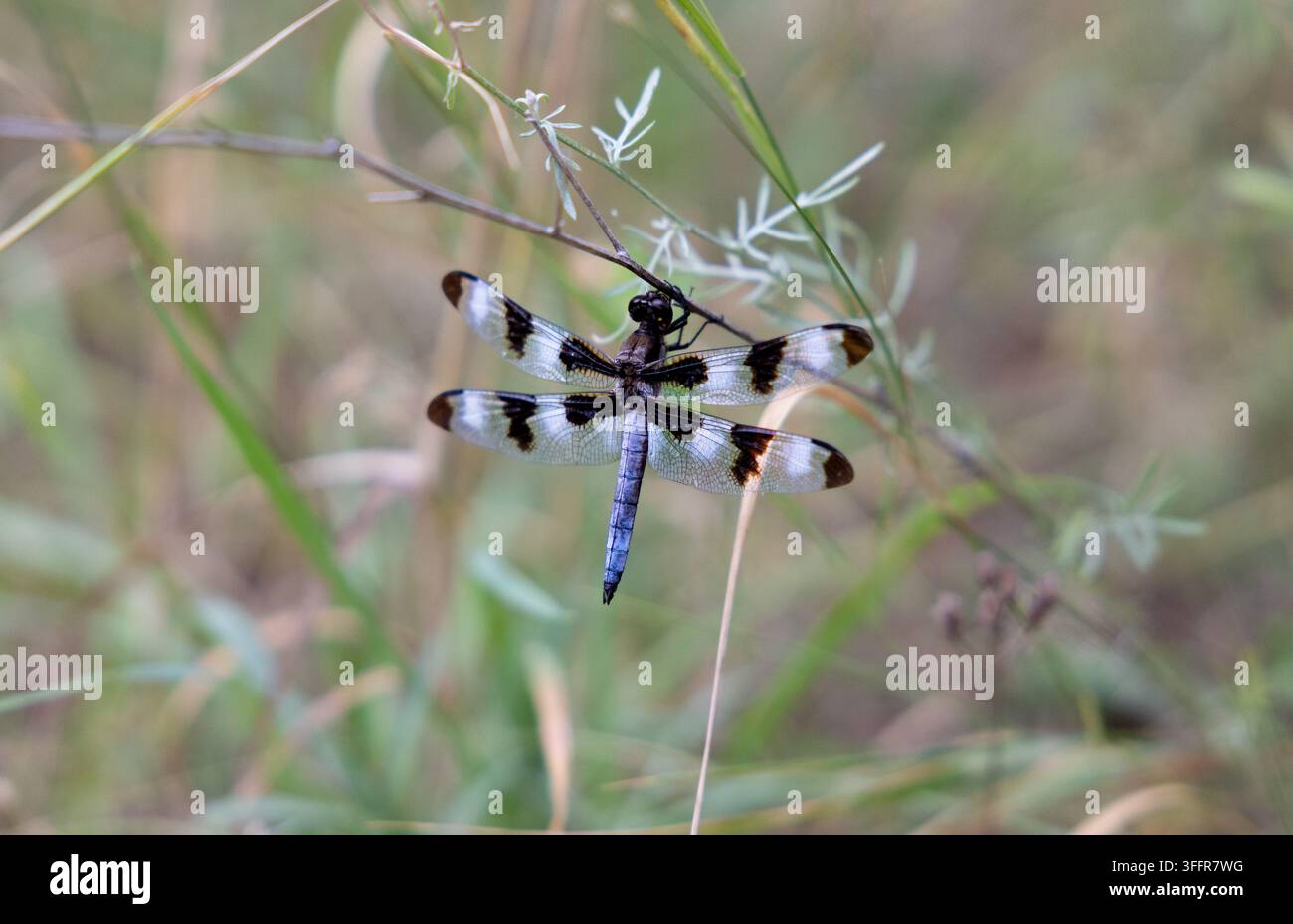Libellula con ali traslucide a motivi bianchi e neri appollaiata su uno stelo sottile di pianta tra una vegetazione verde e soffice. Foto Stock