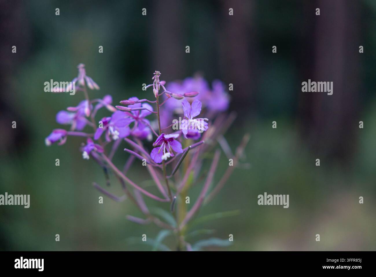 Fiori selvatici viola delicati fotografati con poca profondità di campo su uno sfondo naturale verde scuro e morbido. Foto Stock