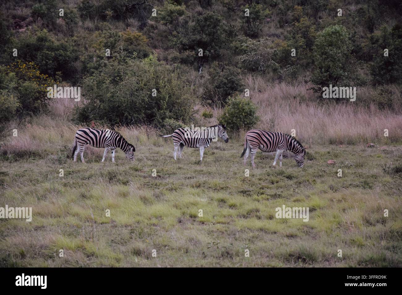 Tre zebre, due che si nutrono, nella natura selvaggia del Sudafrica Foto Stock