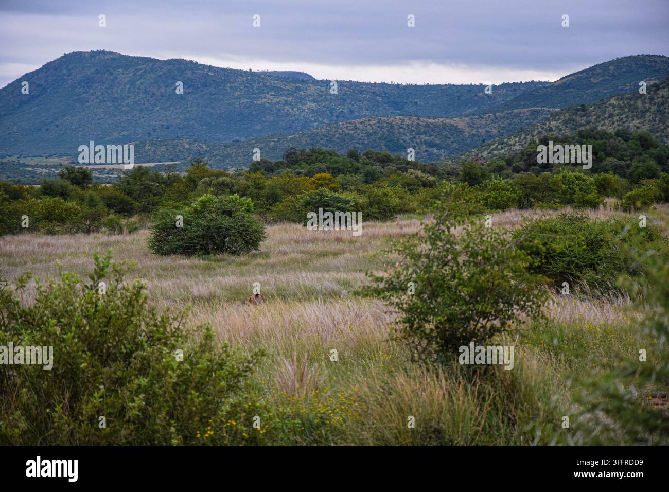 Paesaggio sudafricano con una leonessa nascosta tra l'erba alta Foto Stock