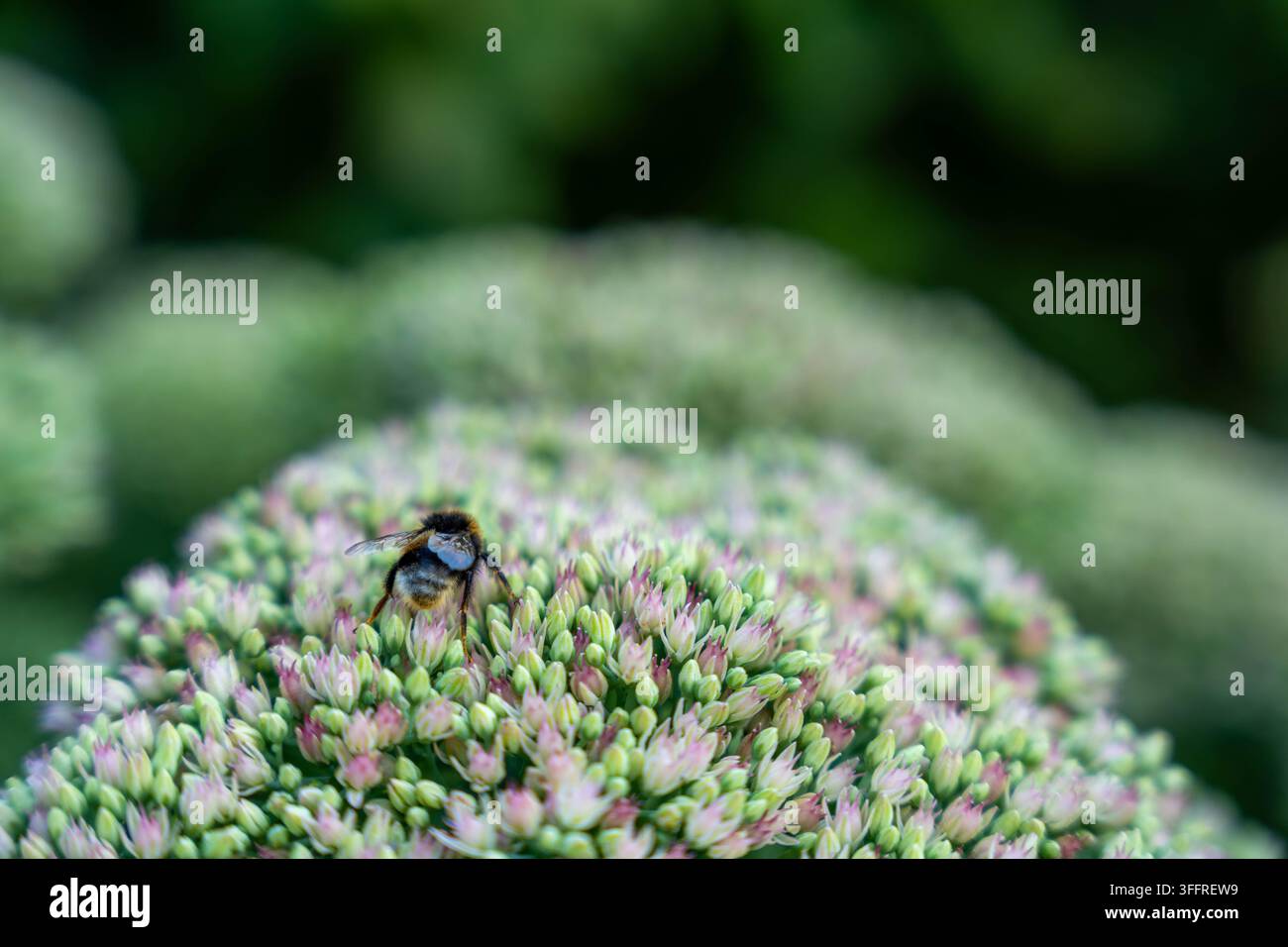 Bombus si riposa su fiori rosa raggruppati mentre si nutre in un giardino sfocato. L’impollinatore vellutato rimane centrato tra i boccioli e i fiori aperti Foto Stock