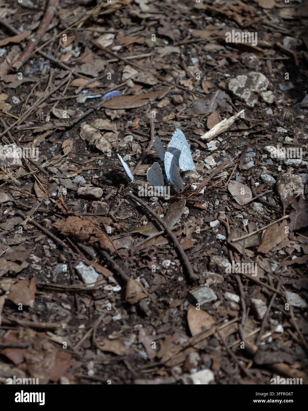Gruppo di farfalle blu che si radunano sul terreno di una foresta Foto Stock
