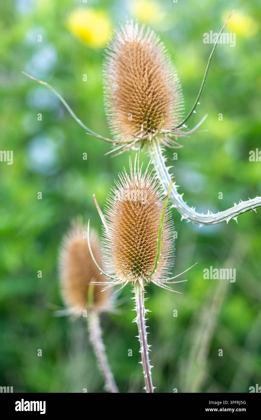 Capitula di semi di cardo selvatico che crescono su steli spinosi tra una vegetazione verde lussureggiante durante una tarda estate luminosa Foto Stock