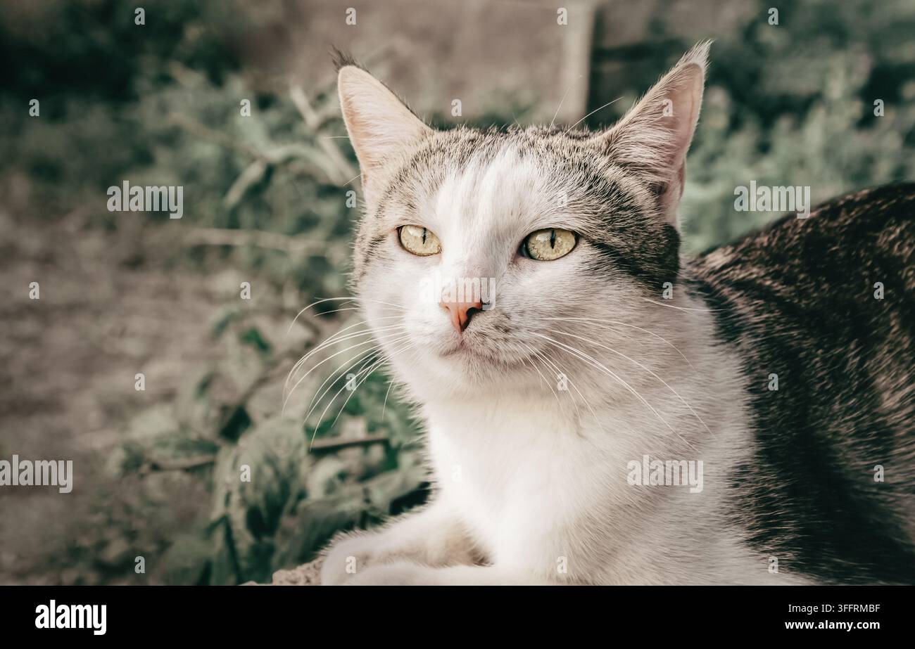 Ritratto ravvicinato di un gatto domestico tigrato grigio e bianco con occhi luminosi, che riposa all'aperto vicino a piante verdi. Ottimo per marchi di cura degli animali domestici, veterinari Foto Stock