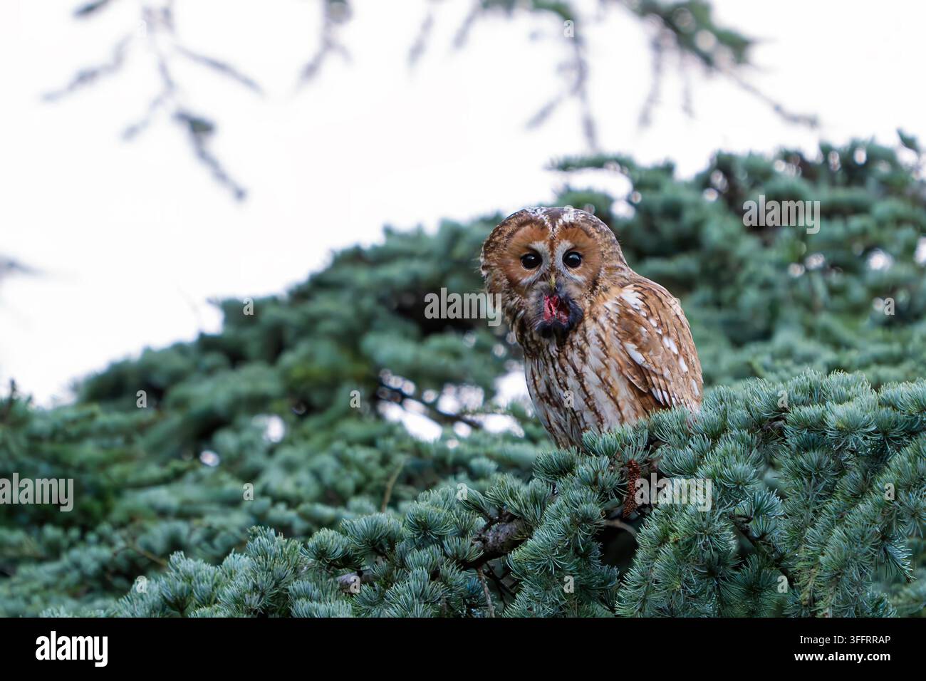Un gufo comune eurasiatico adulto selvatico (Strix aluco) seduto su un ramo di conifera verde con una preda roditore nel becco. Foto Stock