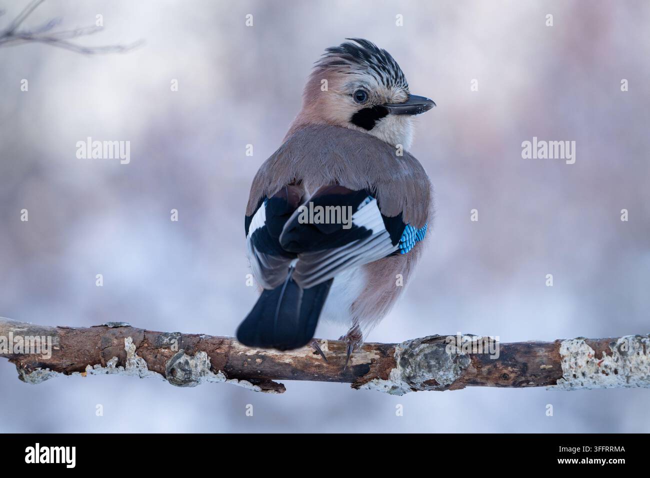 Un bellissimo ghiandaia eurasiatica (Garrulus glandarius) seduta su un ramo coperto di neve in una foresta invernale, che guarda indietro. Foto Stock
