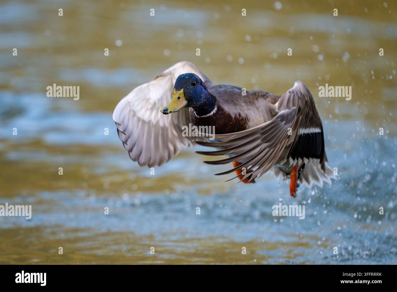 Un maschio anatra reale (Anas platyrhynchos) colorato che esplode in volo e decolla da uno stagno con schizzi d'acqua. Foto Stock