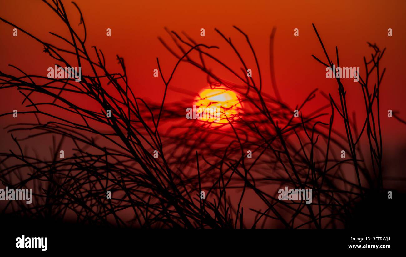 Disco solare rosso brillante che tramonta dietro rami selvatici secchi e arbusti spinosi in Marocco Foto Stock