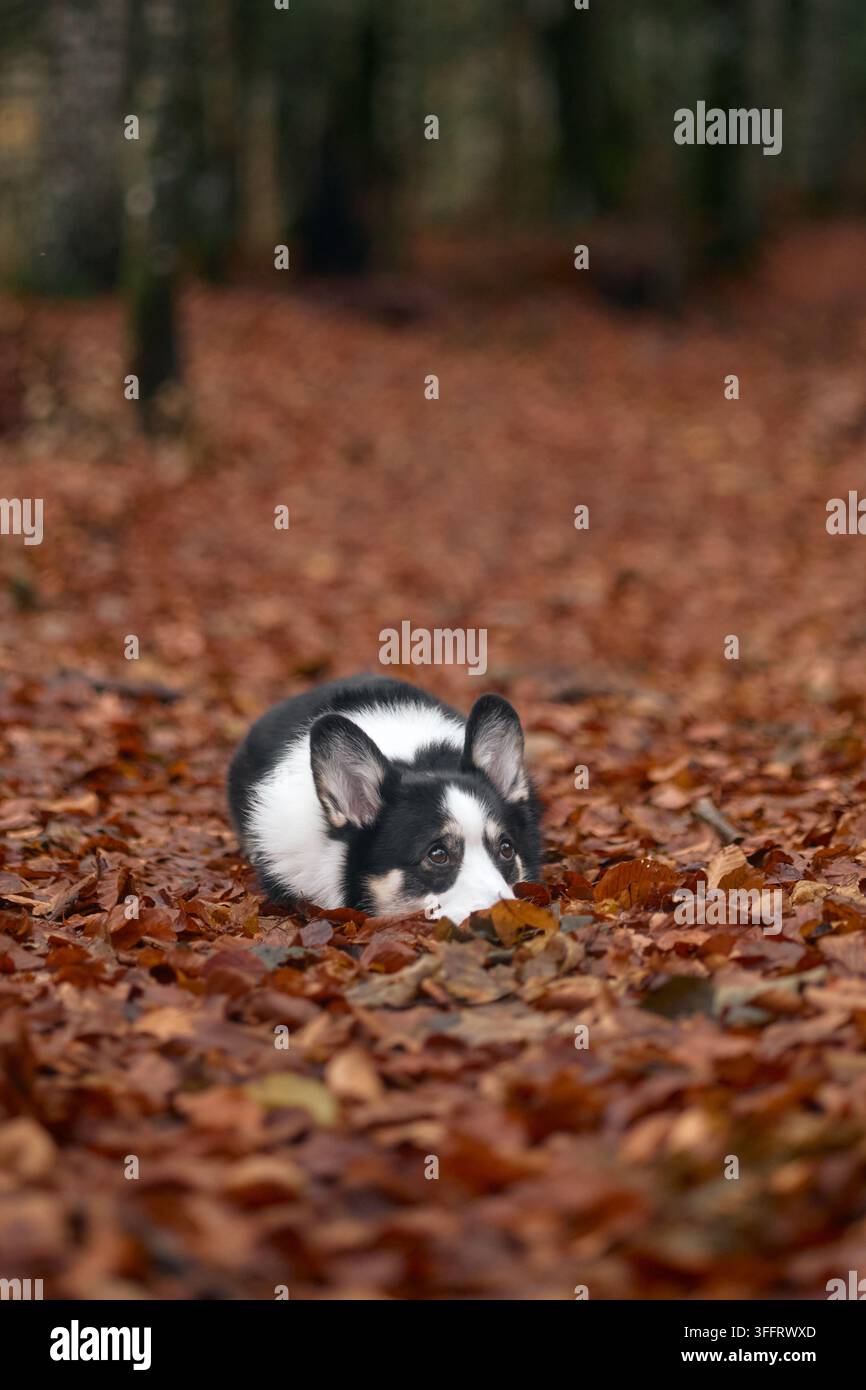 Un corgi bianco e nero si raggomitola strettamente su un letto di foglie nel bosco. I dintorni sono pieni di tronchi scuri e colori autunnali. Foto Stock