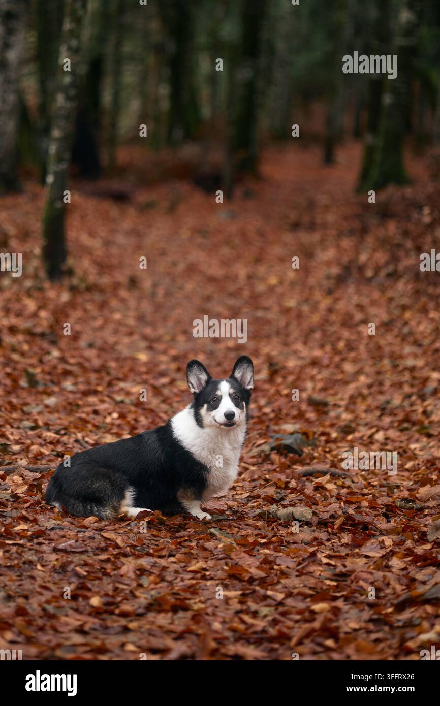 Un corgi con un mantello bianco e nero è seduto attento su un letto di foglie nel bosco. Lo sfondo è pieno di tronchi d'albero e toni caldi. Foto Stock