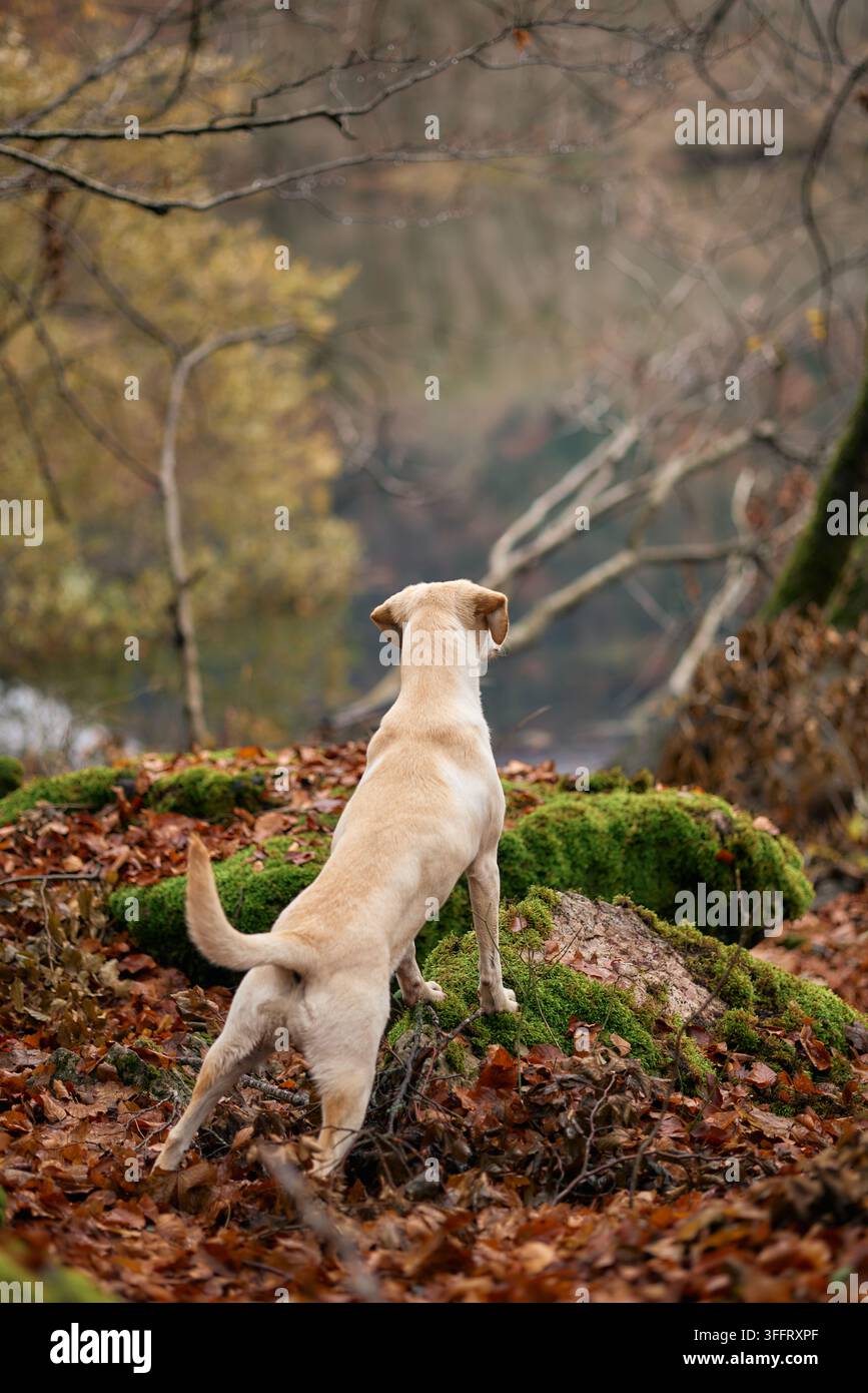Un cane di razza mista chiaro sale su per una pendice boscosa coperta di foglie autunnali. Il cane si protende in avanti mentre esplora il terreno. Foto Stock