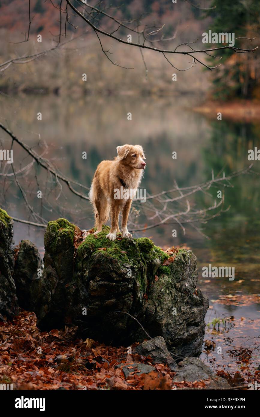 Un Nova Scotia Duck Tolling Retriever si erge con sicurezza su rocce nere coperte di muschio vicino all'acqua. La foresta e il lago sfumano sullo sfondo sotto una luce soffusa Foto Stock