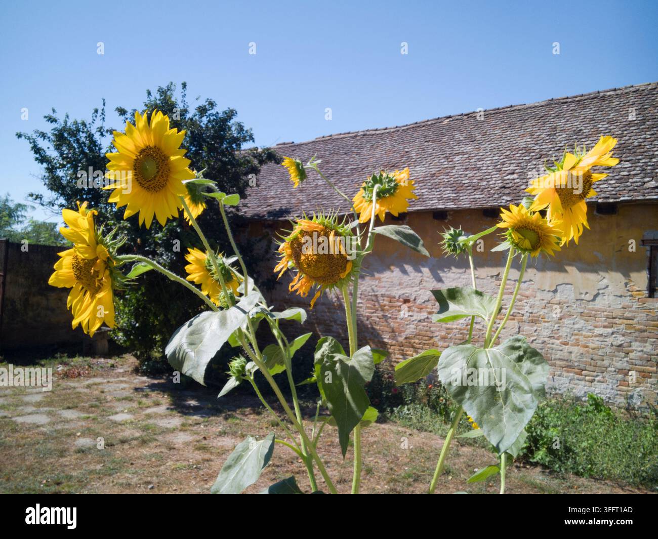 Ampia vista frontale di un alto cespuglio di girasoli gialli ramificato in diversi stadi di crescita davanti a una casa di villaggio rustica con tetto di tegole in argilla. Foto Stock