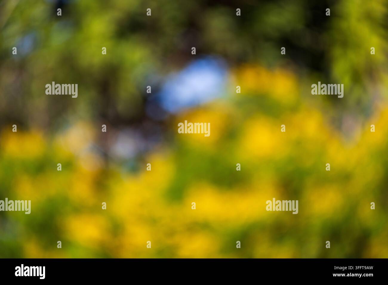 Natura astratta artistica vivace gialla e verde con uno sfondo bokeh luce blu scintillante Foto Stock