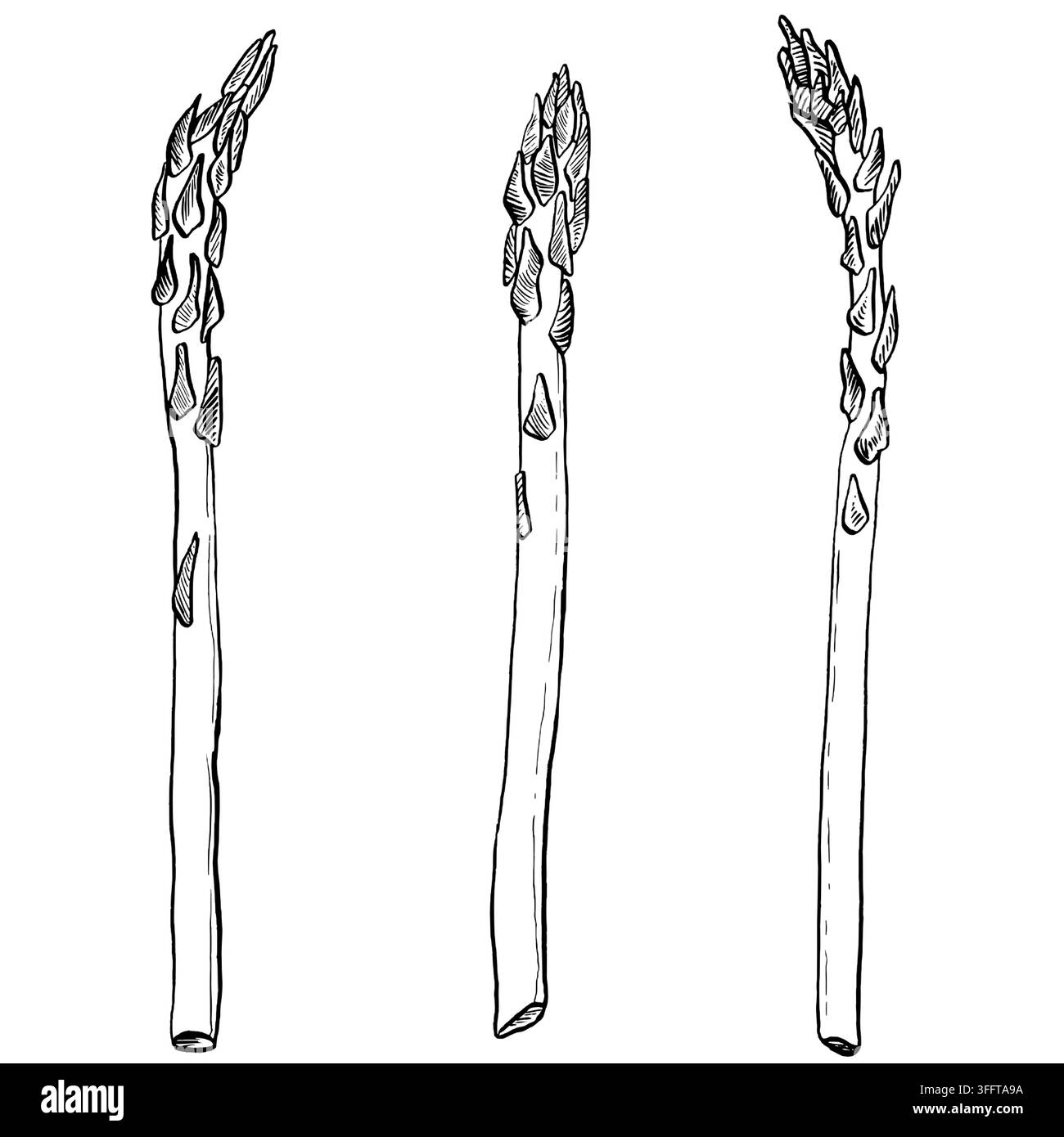 Asparago. Illustrazione vettoriale in stile incisione disegnata a mano isolata su sfondo bianco. Design, carta, poster, tessile, menù, stampa, etichetta Illustrazione Vettoriale