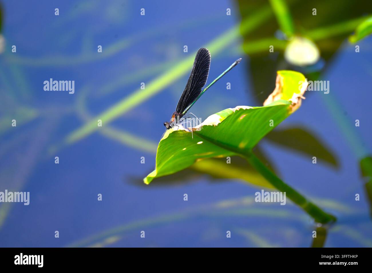Una Calopteryx atrata. Odonata Calopterygidae. Comunemente trovata vicino all'acqua, il maschio ha un addome verde, mentre quello della femmina è nero-brunastro. Foto Stock
