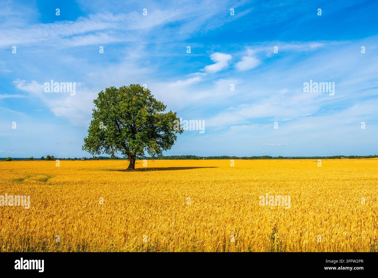 Quercia solitaria in un campo di grano, Svezia Foto Stock