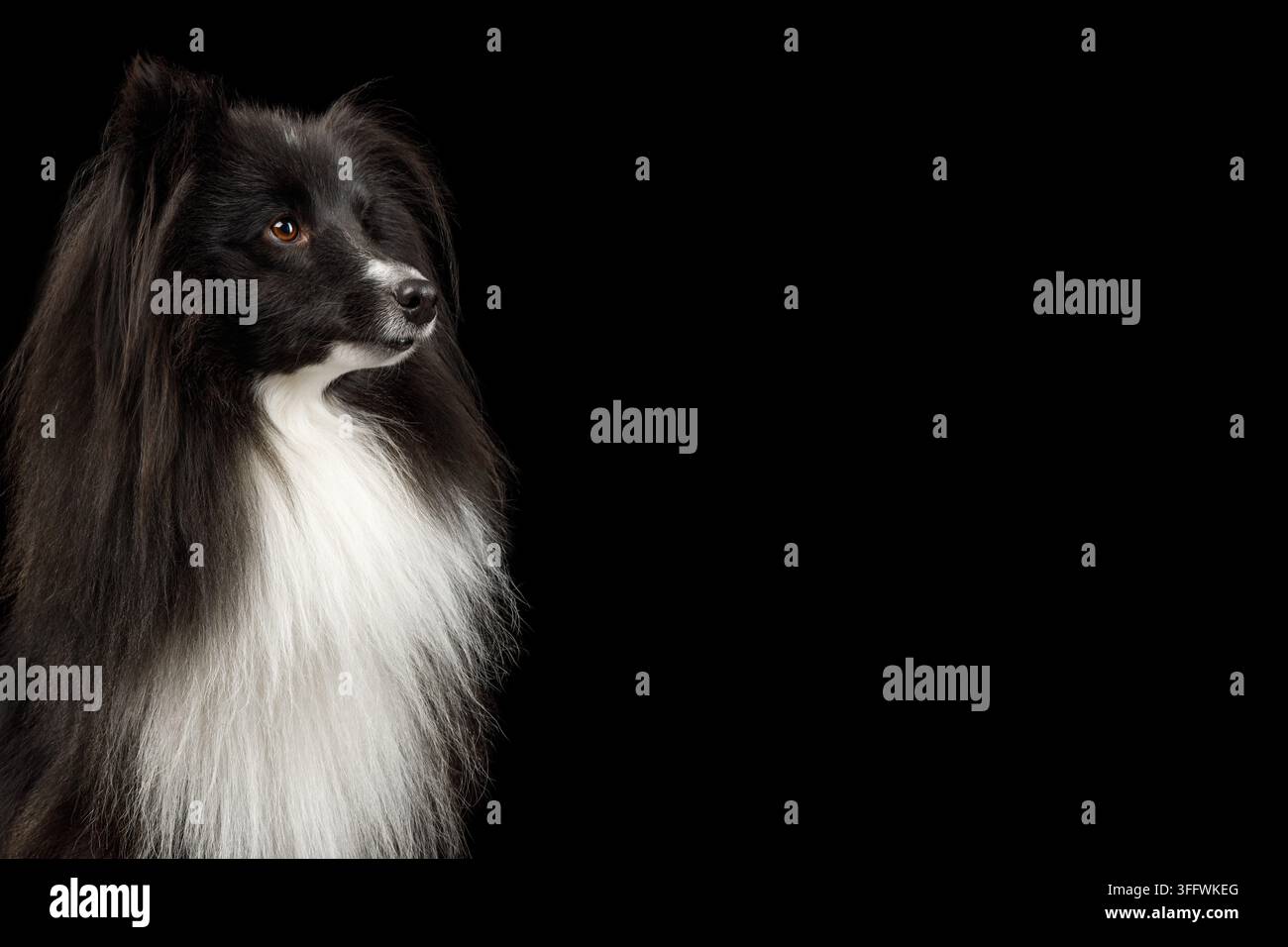 Shepherd Shetland sorpreso e divertente chiude la bocca mentre guarda di lato in vista di profilo, petto bianco soffice contrasta il pelo scuro isolato su sfondo nero Foto Stock