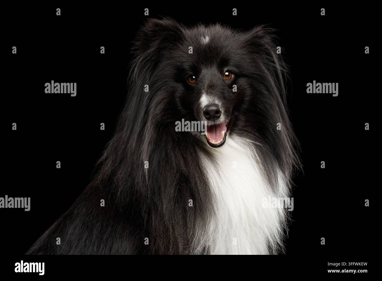 Sheepdog Shetland felice e gioioso sorride a bocca aperta guardando direttamente nella fotocamera, il pelo lungo, scuro e bianco brilla riccamente isolato su sfondo nero Foto Stock