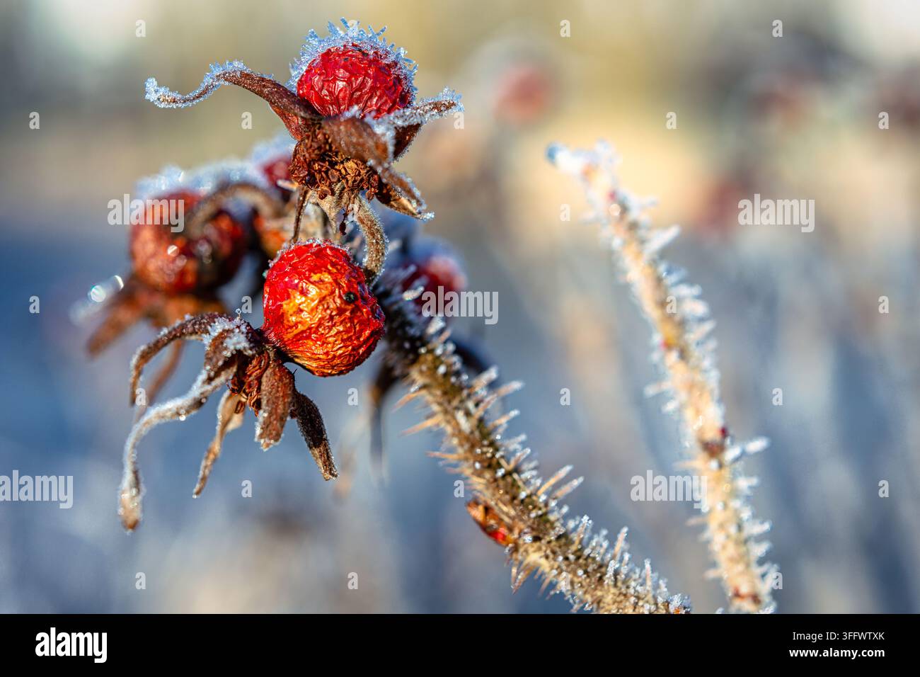 Le bacche di colore rosso brillante con gelo brillano alla luce del mattino, mettendo in risalto il freddo dell'inverno in un ambiente naturale. Foto Stock