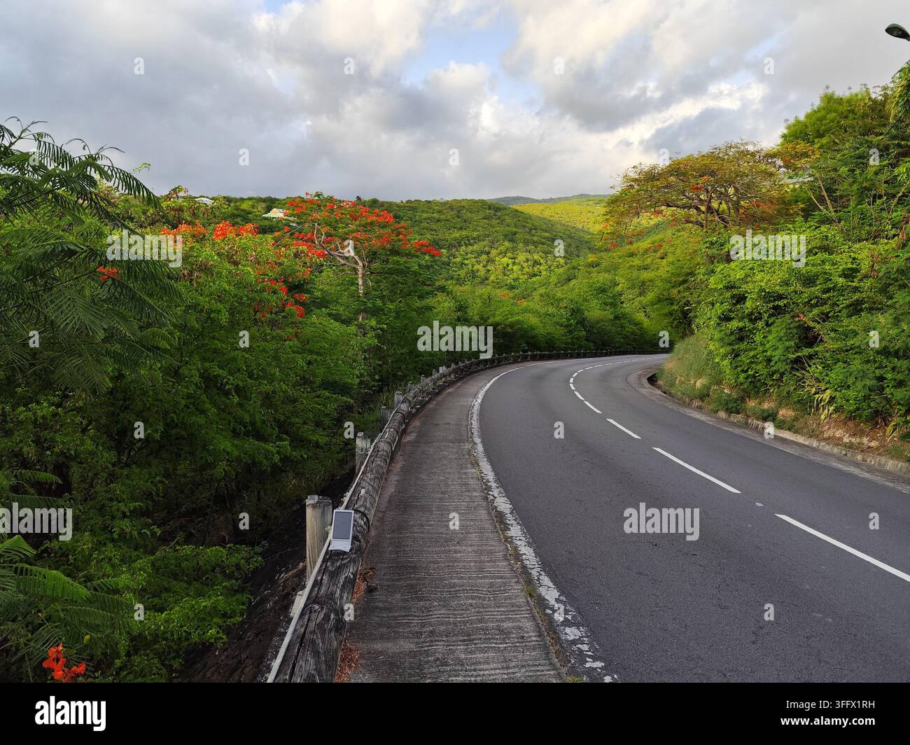 Strada vicino a Pointe Noire, Guadalupa, con foresta e albero della fiamma (Delonix regia) in fiore in estate nel paesaggio di Basse-Terre Foto Stock