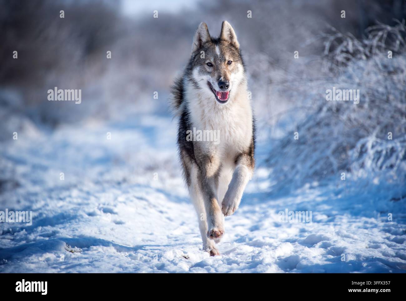 Un cane Laika della Siberia orientale corre attraverso una foresta innevata. Camminare con un cane nella foresta invernale. Cani da caccia. Messa a fuoco selettiva. Foto Stock