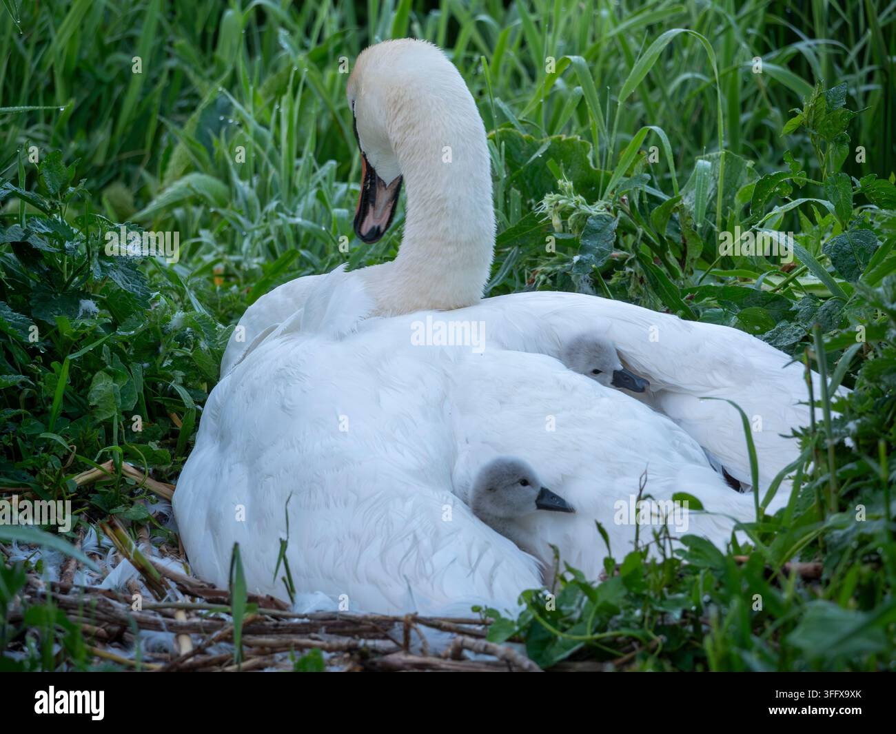 Cigno muto adulto che riposa nel nido con 2 dei suoi piccoli cigni che riposano nel suo piumaggio dorsale. Foto Stock