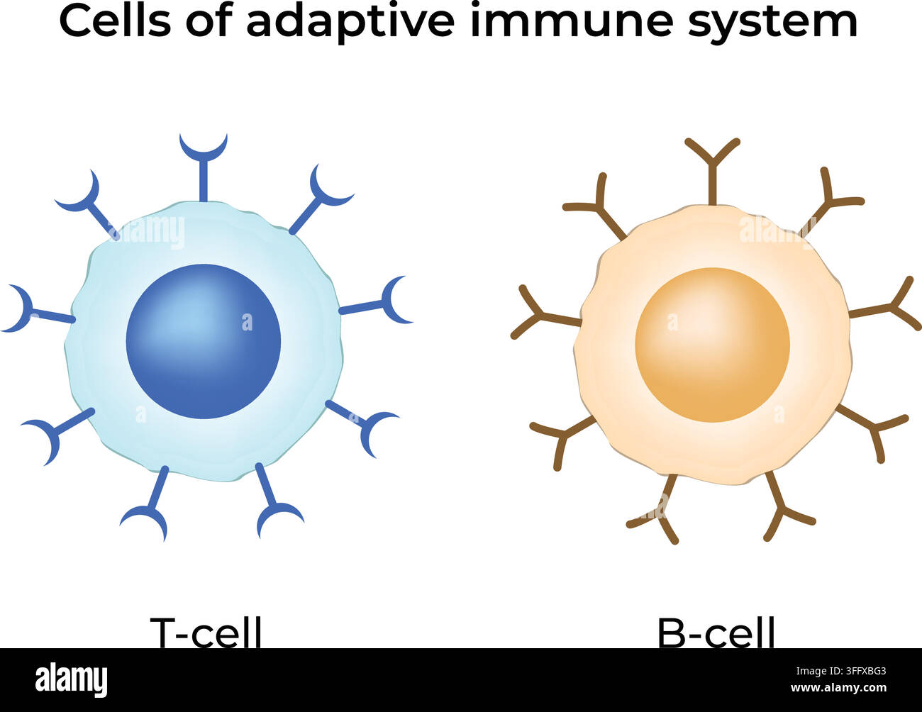 Celle del sistema immunitario adattivo che mostrano cellule T e cellule B con recettori di superficie Illustrazione Vettoriale