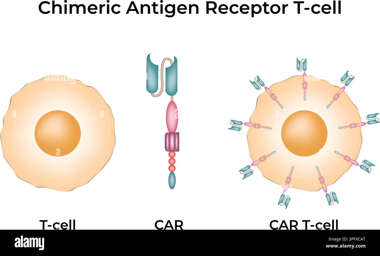 cellula T con recettore antigenico chimerico, formazione di cellule CAR T, cellule CAR T, cellula CAR T, recettore antigenico chimerico, CAR, cellula T ingegnerizzata, sistema immunitario ingegnerizzato Illustrazione Vettoriale