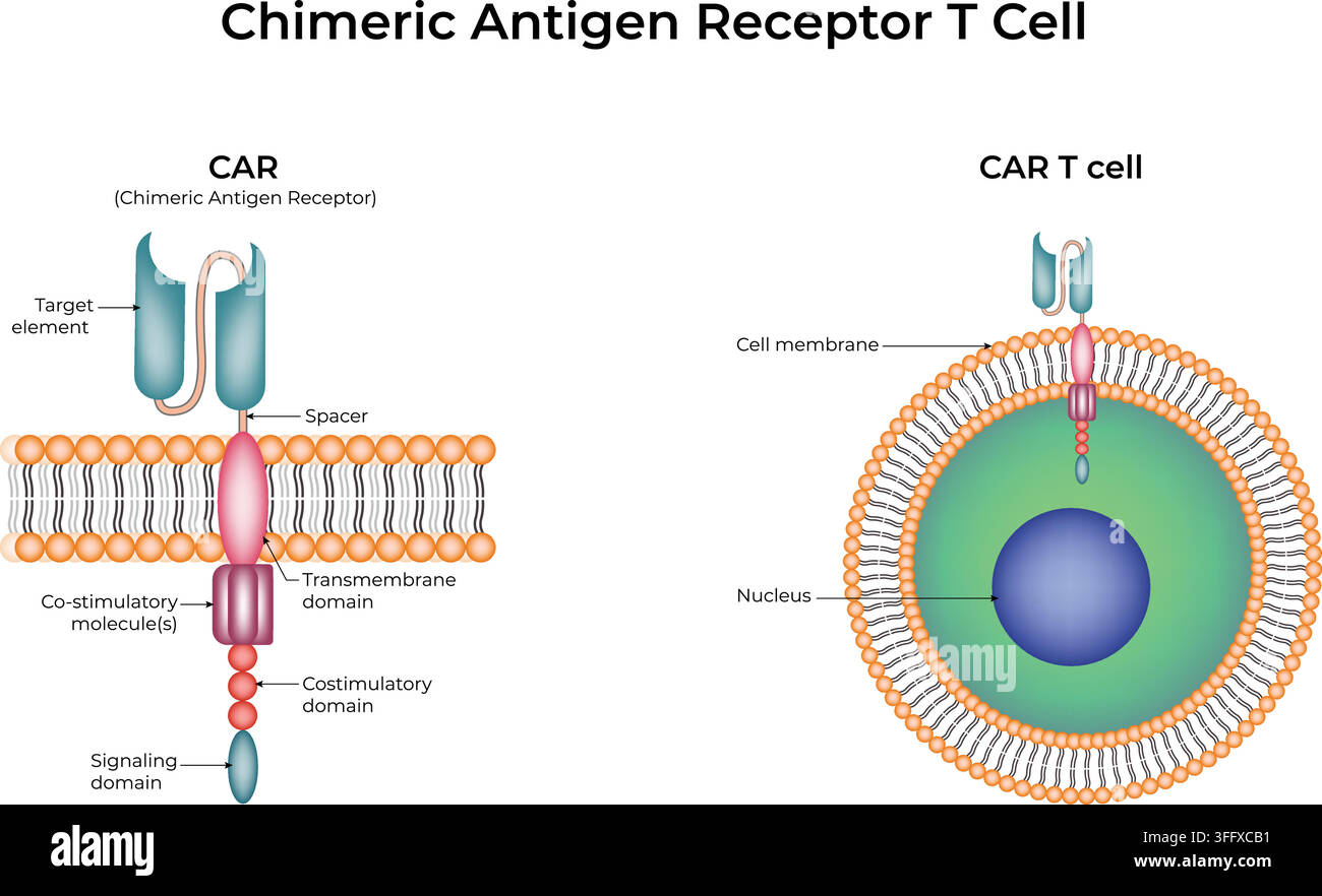 Struttura di cellula T con recettore di antigene chimérico che mostra i domini CAR, la membrana cellulare e il nucleo Illustrazione Vettoriale