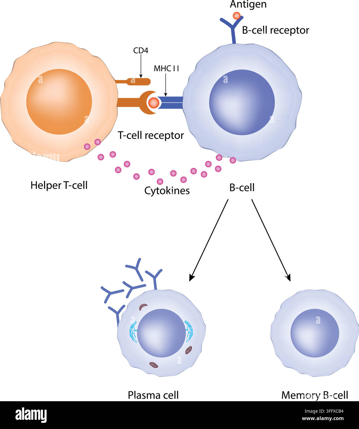 Attivazione delle cellule B che mostra l'interazione con le cellule T helper, le citochine, le cellule plasmatiche e le cellule B memoria Illustrazione Vettoriale