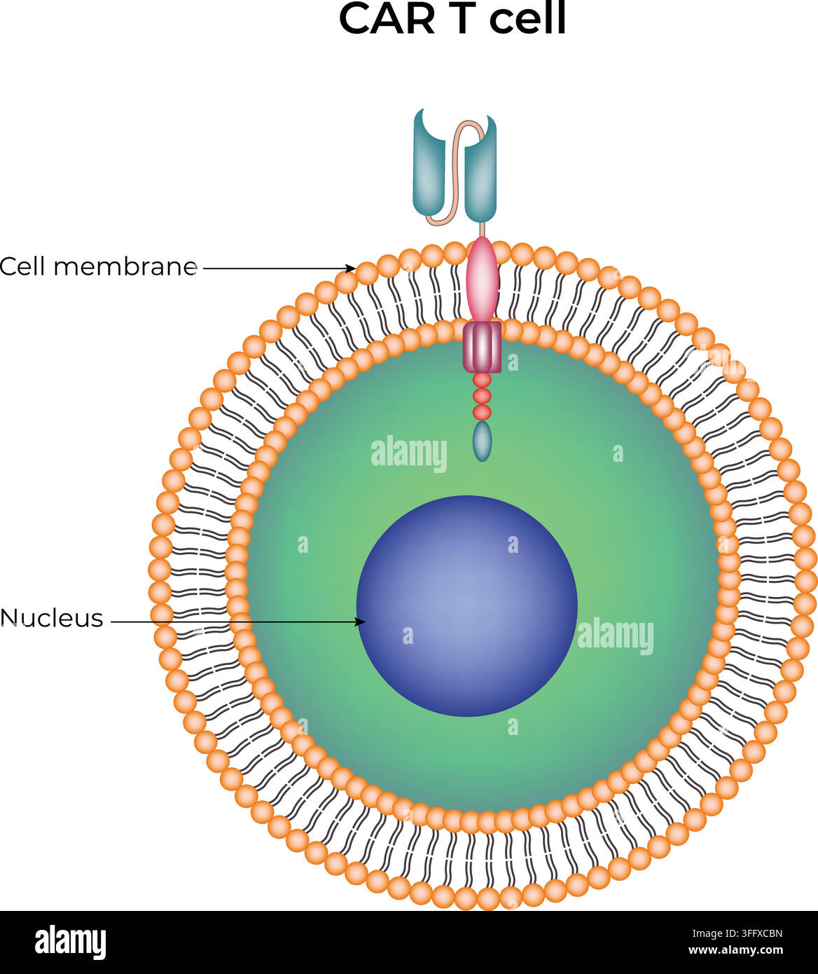 Struttura di una cellula CAR T che mostra il recettore di antigene chimerico, la membrana cellulare e il nucleo Illustrazione Vettoriale