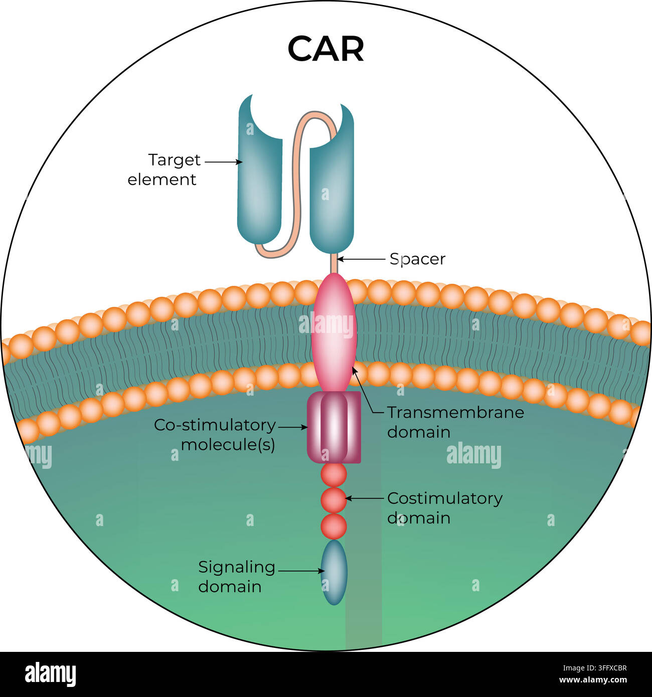 Struttura del recettore a antigene chimereo CAR che mostra i domini bersaglio, spaziatore, transmembrana e di segnalazione Illustrazione Vettoriale