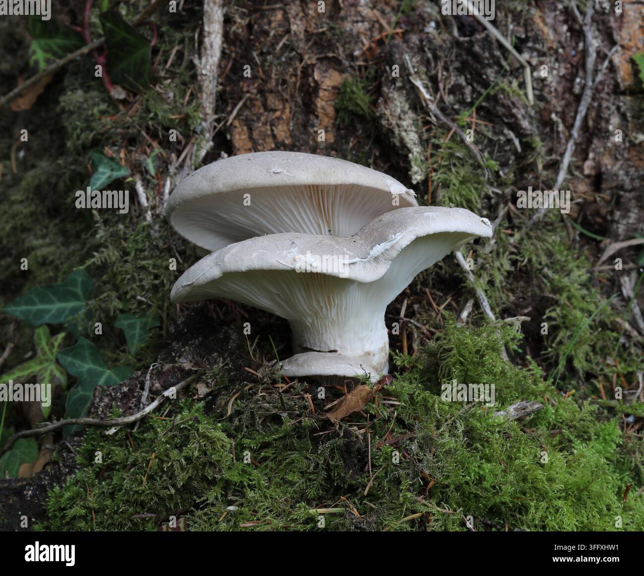 Funghi Velati Selvatici - Pleurotus Dryinus Foto Stock