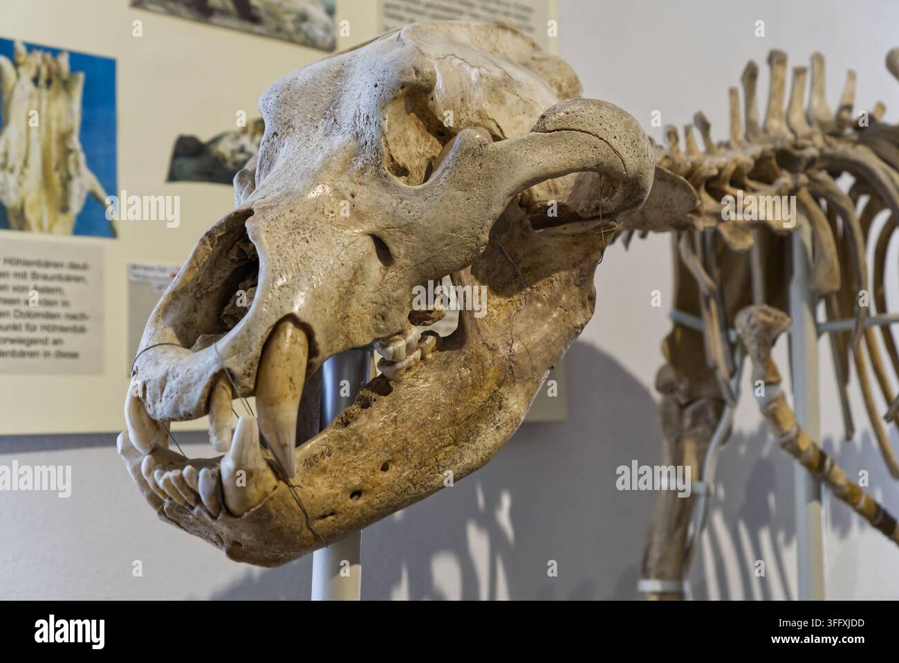 Dessau-Roßlau, Germania, 9 giugno 2026 Scheletro della testa di un orso delle caverne Foto Stock
