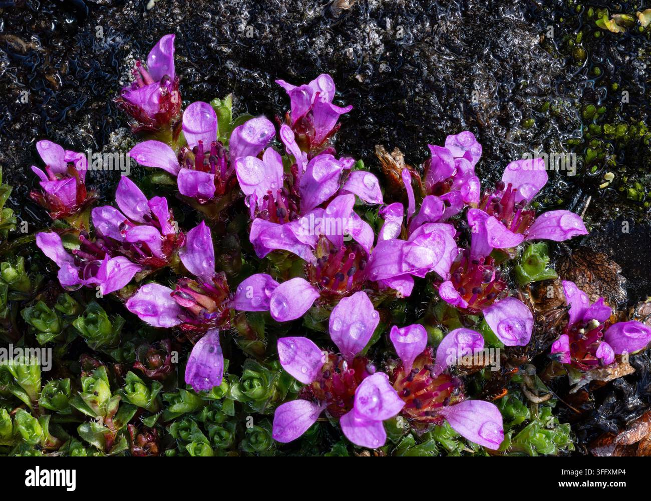 Sassifraga delle montagne viola in fiore Foto Stock