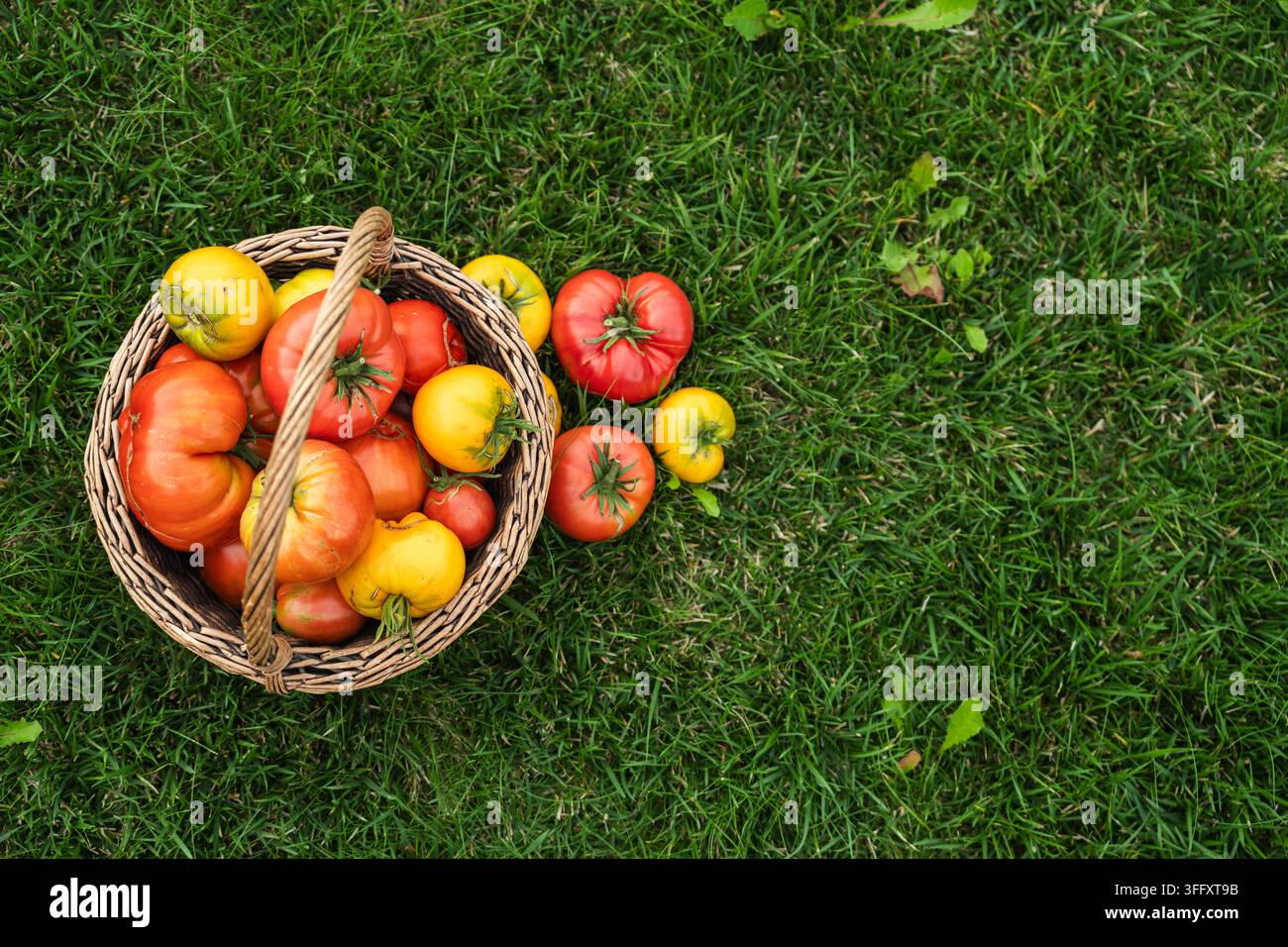 Cesto di pomodori coltivati in casa sull'erba verde dopo la raccolta Foto Stock