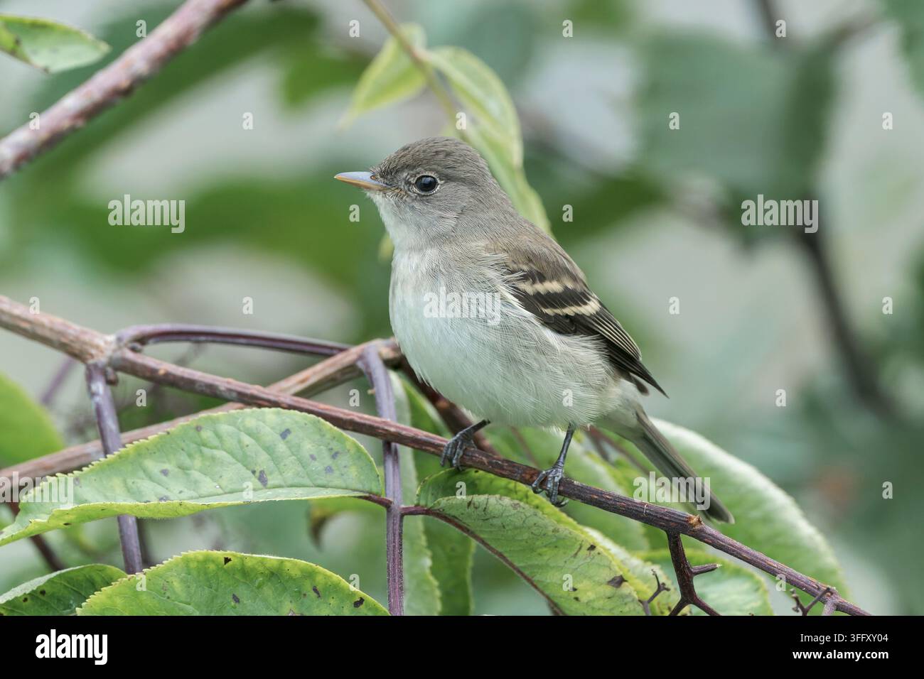 Moscerino comune, Empidonax alnorum, adulto singolo appollaiato su un ramo di un albero, Valdez, Alaska, USA Foto Stock