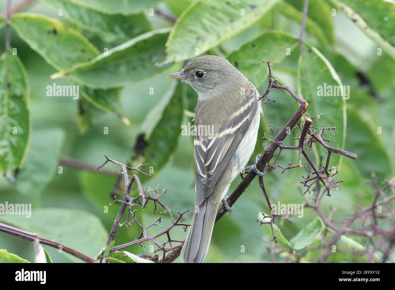 Moscerino comune, Empidonax alnorum, adulto singolo appollaiato su un ramo di un albero, Valdez, Alaska, USA Foto Stock