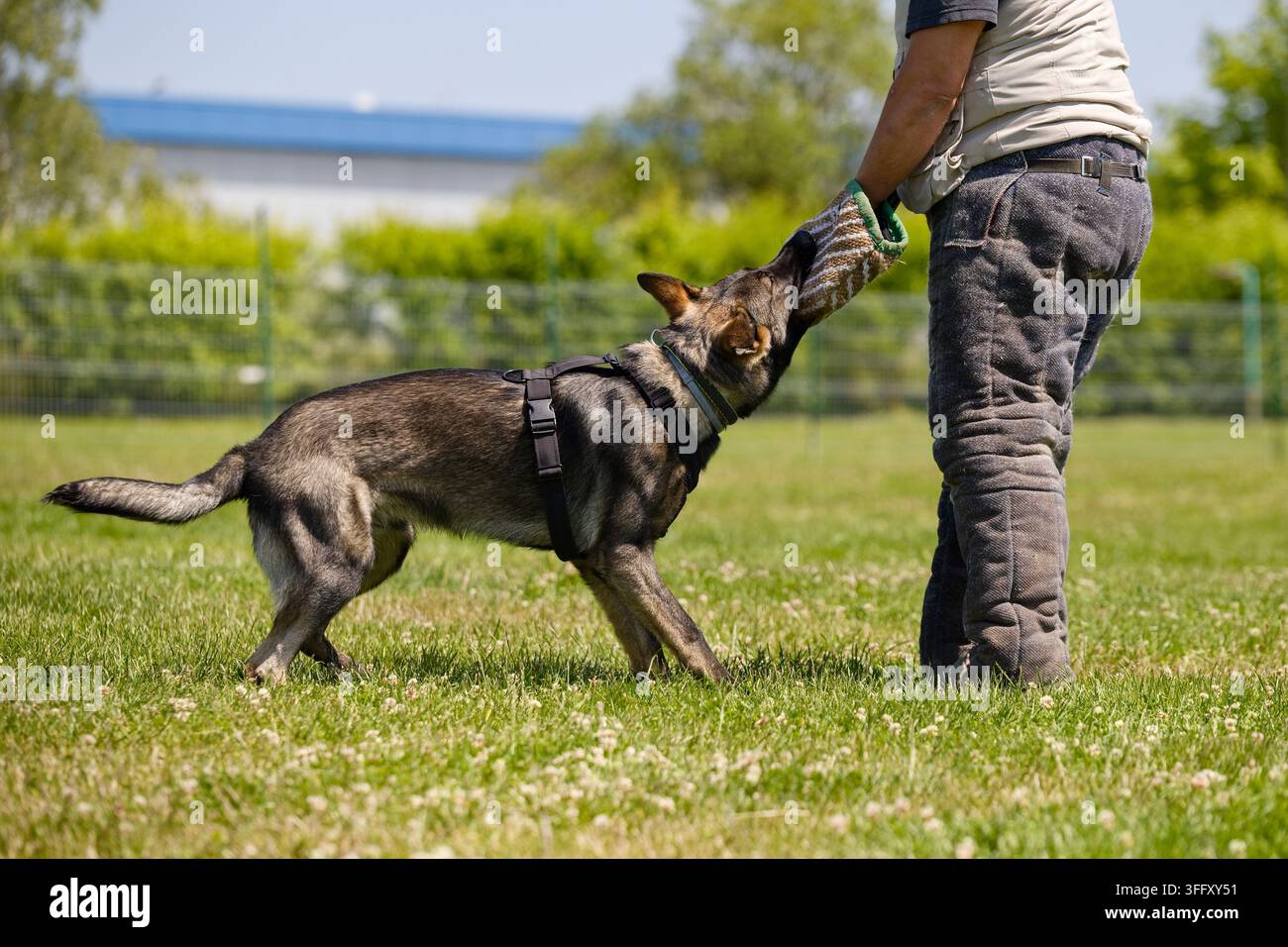 Un cane pastore tedesco sabbia che morde una manica da allenamento durante una sessione di addestramento di protezione e difesa con un manipolatore di esca su un campo erboso. Foto Stock