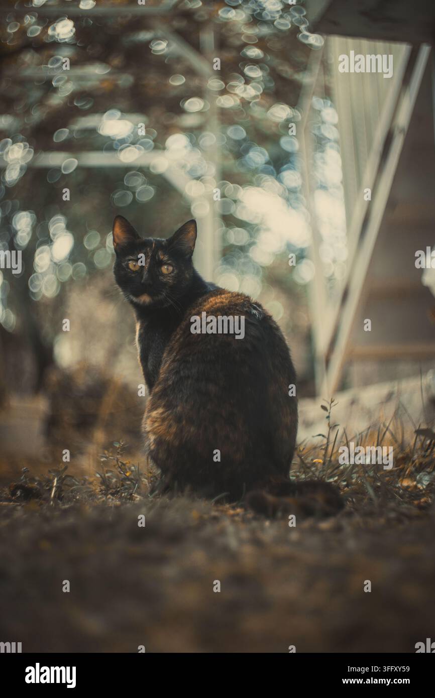 Gatto tartarugato nero e marrone con occhi gialli seduto su terreno asciutto. Foto Stock