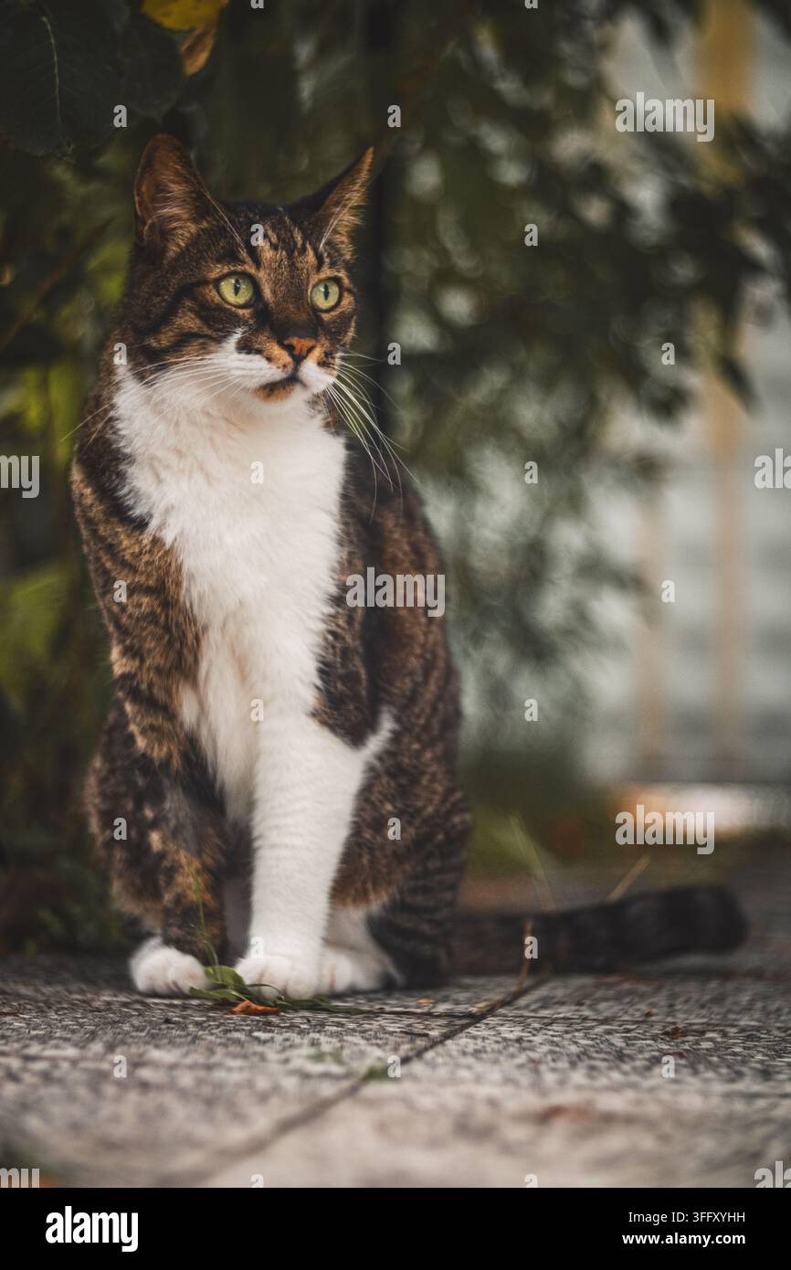 Gatto tigrato e bianco con occhi verdi seduto su una superficie lastricata all'aperto. Foto Stock