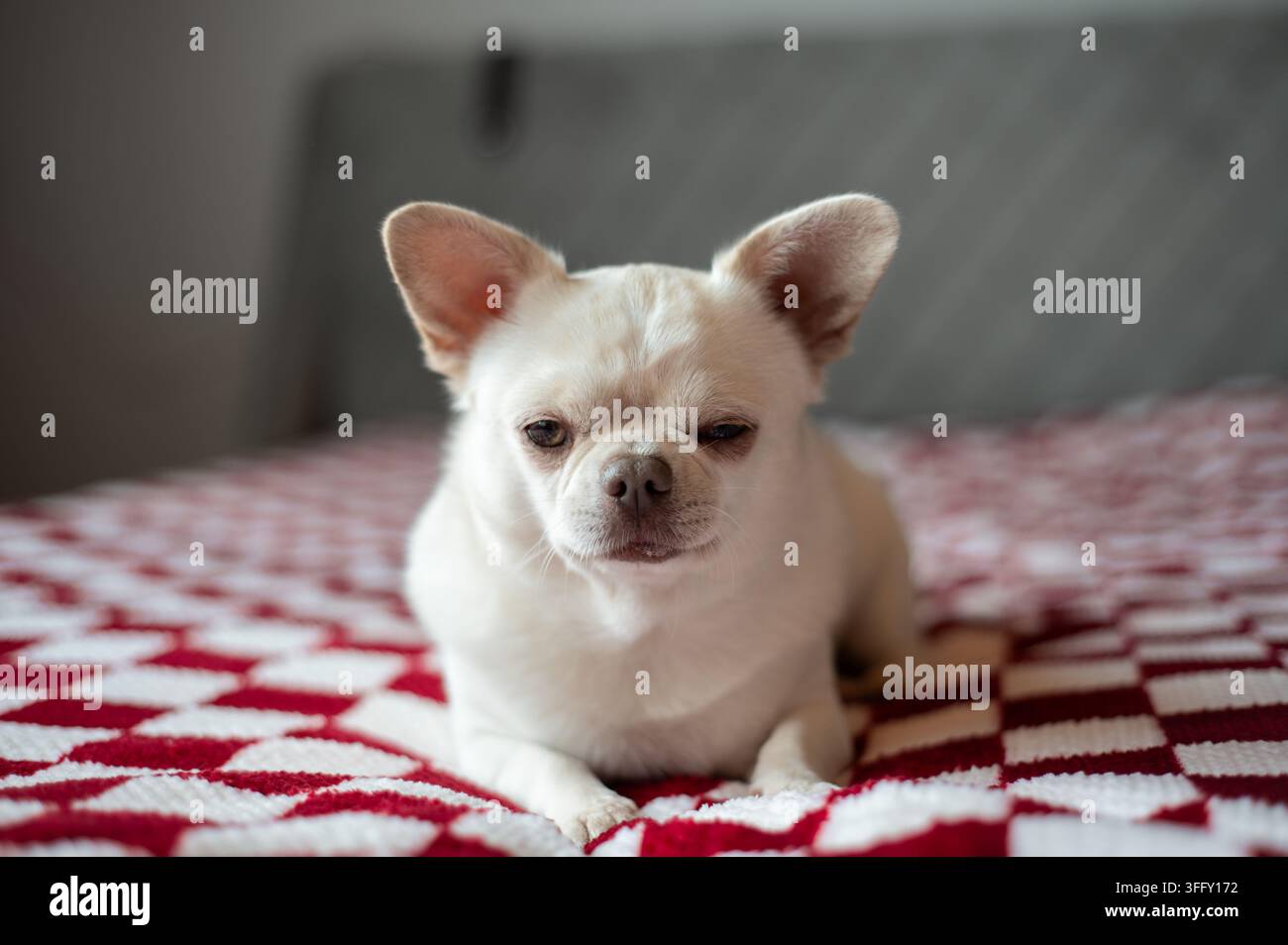 Chihuahua bianco che si rilassa su una coperta rossa e bianca Foto Stock