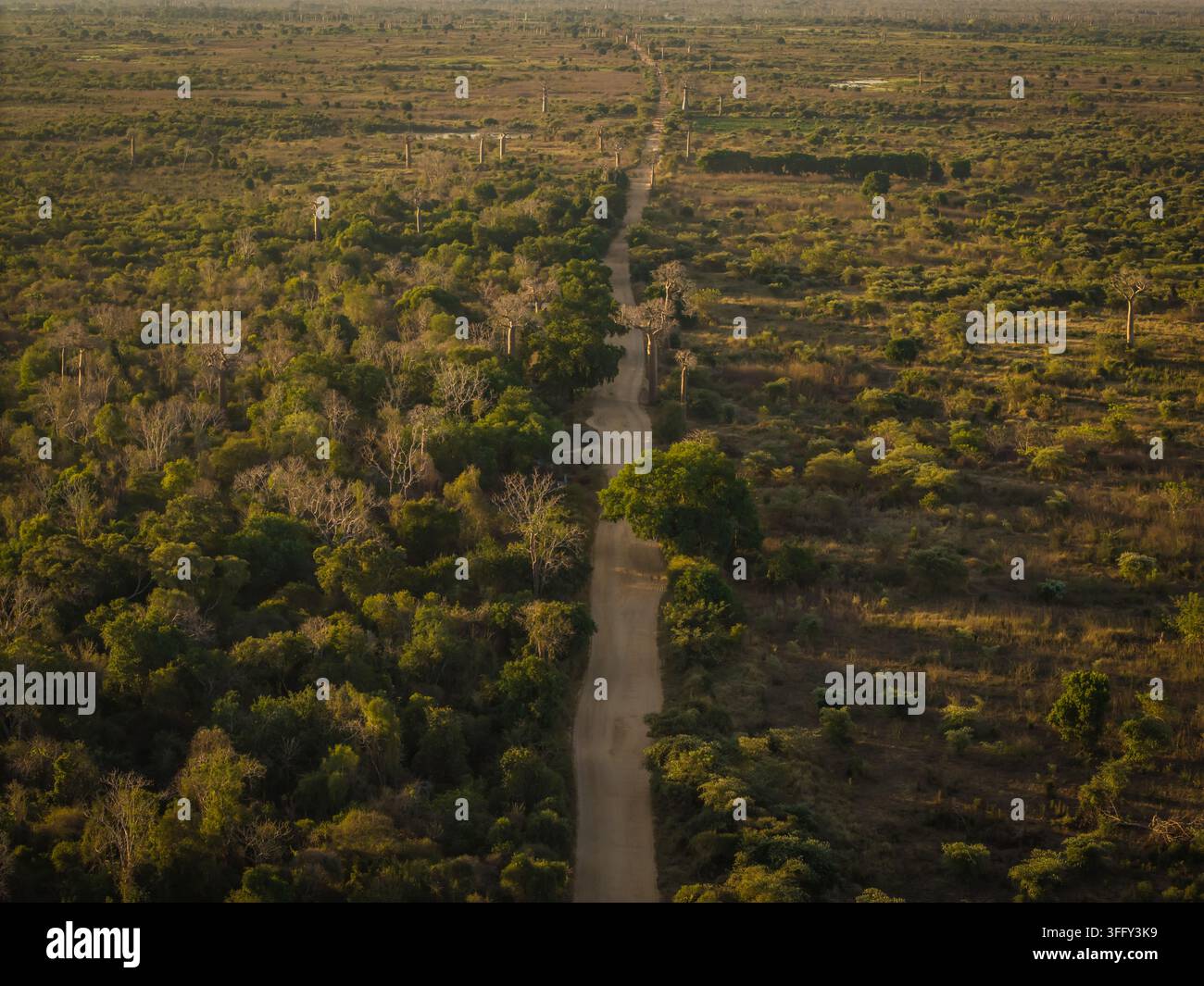 Vista aerea dell'Avenue dei Baobab con una strada sterrata che si snoda tra gli iconici alberi antichi nella paesaggio savana di Morondava, Menabe, Mada Foto Stock