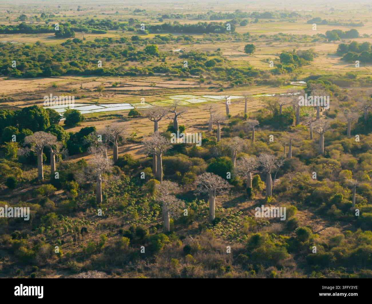 Vista aerea dell'iconica Avenue dei Baobab con imponenti alberi di baobab sparsi nella paesaggio arido, vegetazione verde rigogliosa e agricoltura Foto Stock