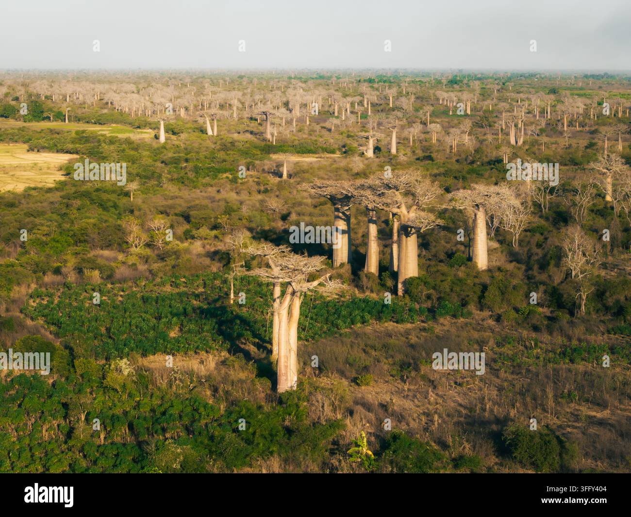 Vista aerea dell'Avenue dei Baobab, con iconici alberi di baobab giganti che si ergono sopra il paesaggio arido e la vegetazione lussureggiante a Morondava, M Foto Stock