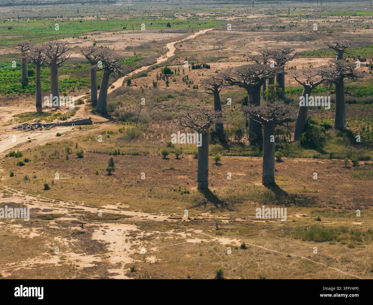 Vista aerea dell'iconica Avenue of the Baobabs con i suoi imponenti alberi antichi sullo sfondo del paesaggio secco e arido della regione di Menabe a Morondava Foto Stock