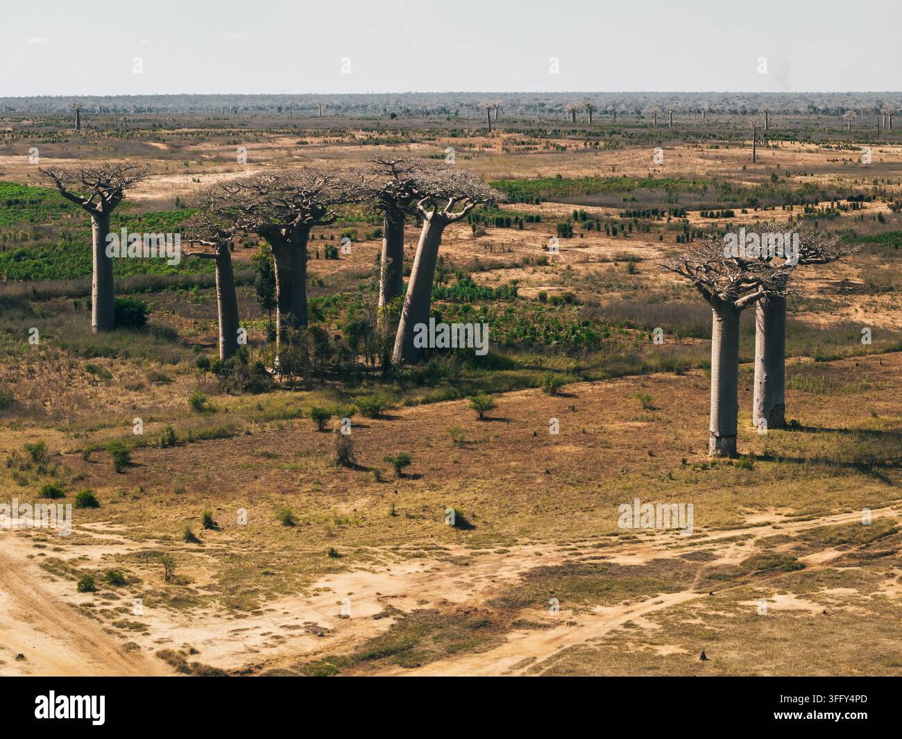 Veduta aerea degli iconici alberi di baobab che si ergono nel paesaggio arido della regione di Menabe a Morondava, Menabe, Madagascar. Foto Stock